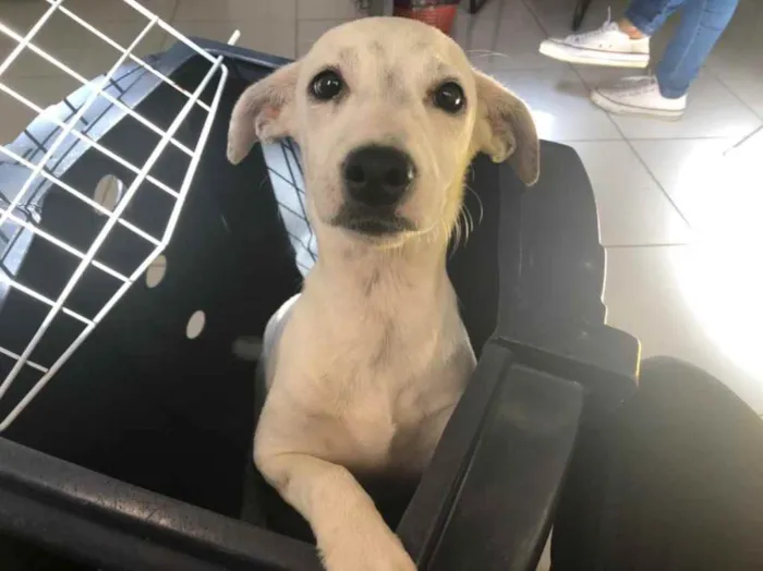 Cachorro raça Sem Raça Definida idade 2 a 6 meses nome Sem nome