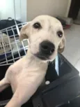 Cachorro raça Sem Raça Definida idade 2 a 6 meses nome Sem nome