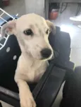 Cachorro raça Sem Raça Definida idade 2 a 6 meses nome Sem nome