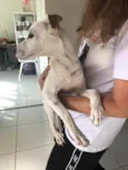 Cachorro raça Sem Raça Definida idade 2 a 6 meses nome Sem nome