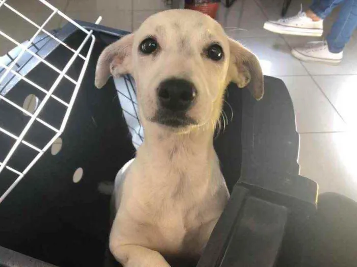 Cachorro raça Sem Raça Definida idade 2 a 6 meses nome Sem nome