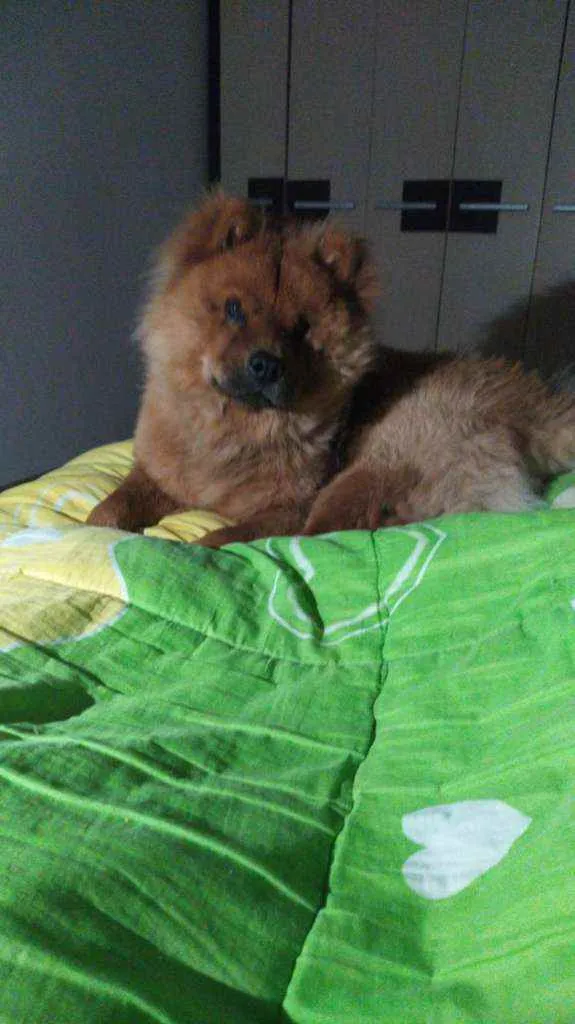 Cachorro ra a Chowchow idade 3 anos nome Jake