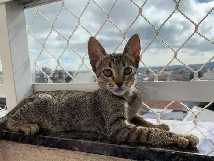Gato ra a SRD idade 2 a 6 meses nome Tigrinha