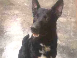 Cachorro raça A mãe labrador e pai Pitbull idade 1 ano nome Apollo