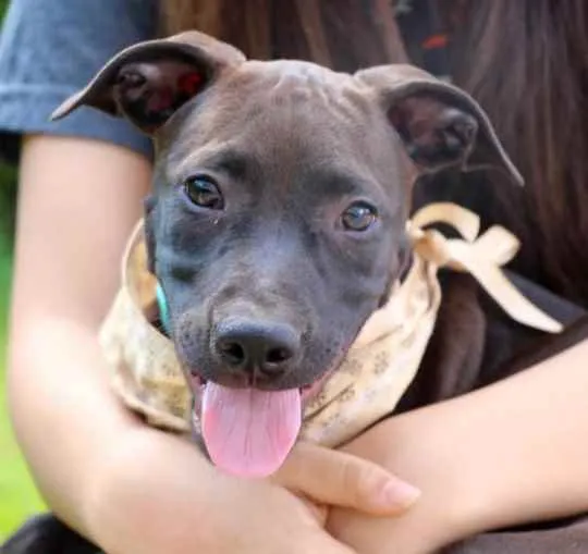 Cachorro raça  idade 2 a 6 meses nome João 