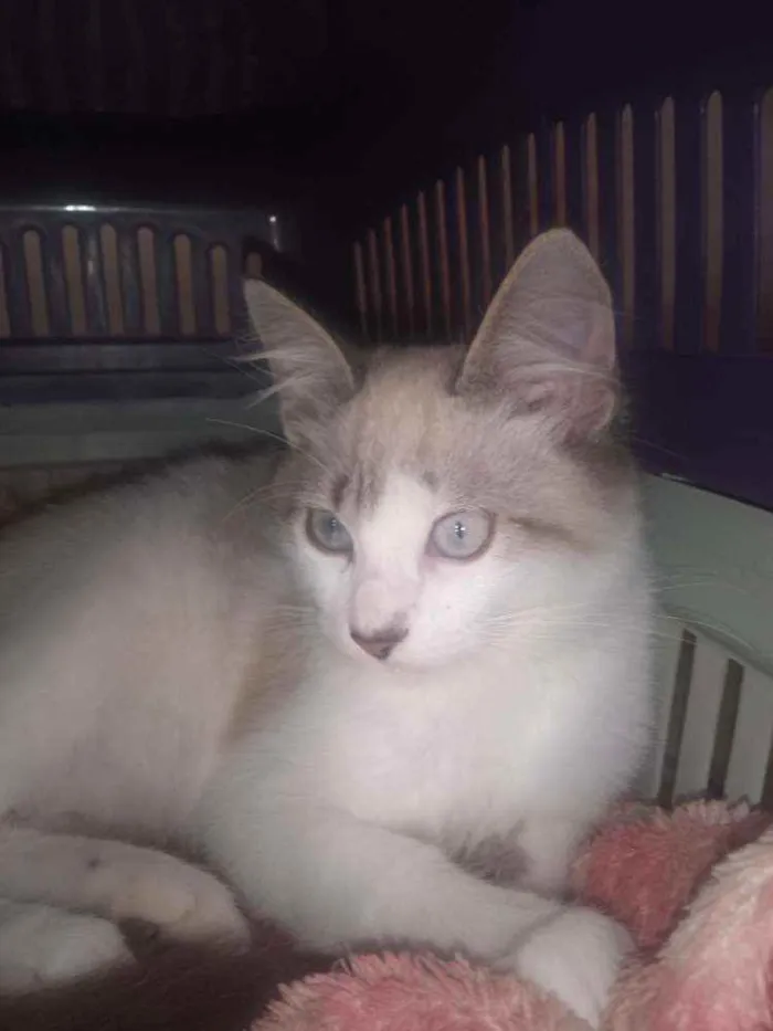 Gato ra a Ragdoll idade 2 a 6 meses nome Max