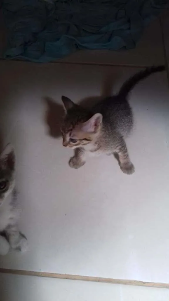Gato raça SRD-ViraLata idade Abaixo de 2 meses nome Sem nome