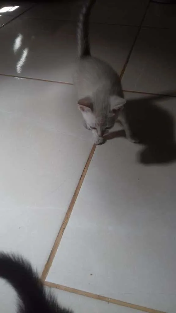 Gato raça SRD-ViraLata idade Abaixo de 2 meses nome Sem nome
