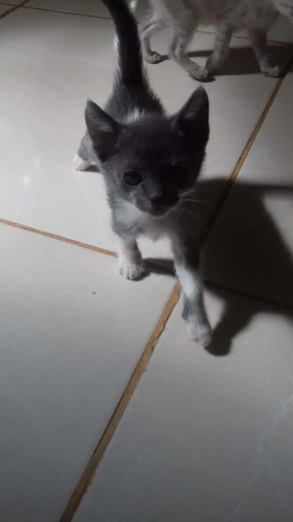 Gato raça SRD-ViraLata idade Abaixo de 2 meses nome Sem nome