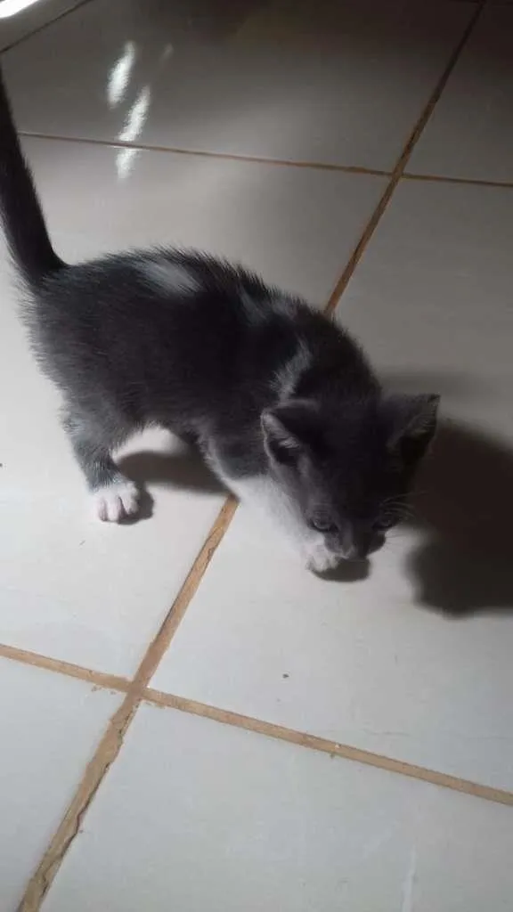 Gato raça SRD-ViraLata idade Abaixo de 2 meses nome Sem nome