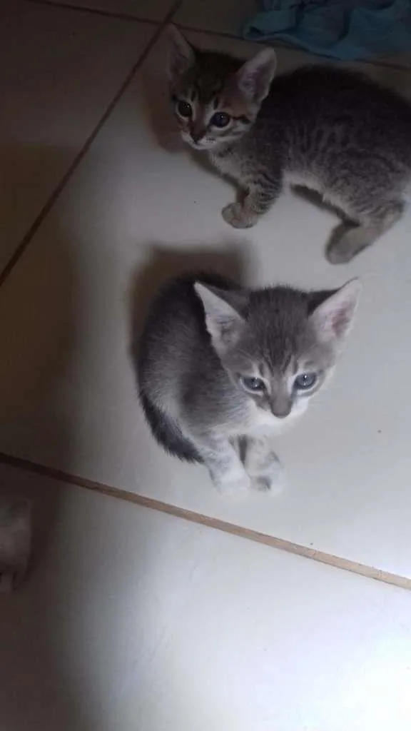 Gato raça SRD-ViraLata idade Abaixo de 2 meses nome Sem nome