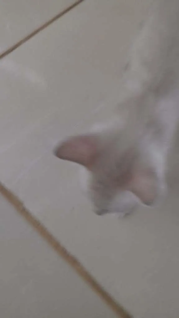 Gato raça SRD-ViraLata idade Abaixo de 2 meses nome Sem nome