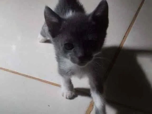 Gato raça SRD-ViraLata idade Abaixo de 2 meses nome Sem nome