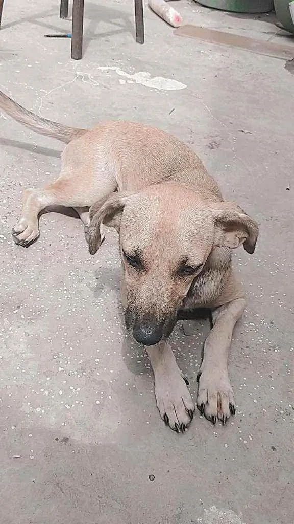 Cachorro ra a Virá lata  idade 1 ano nome Luna