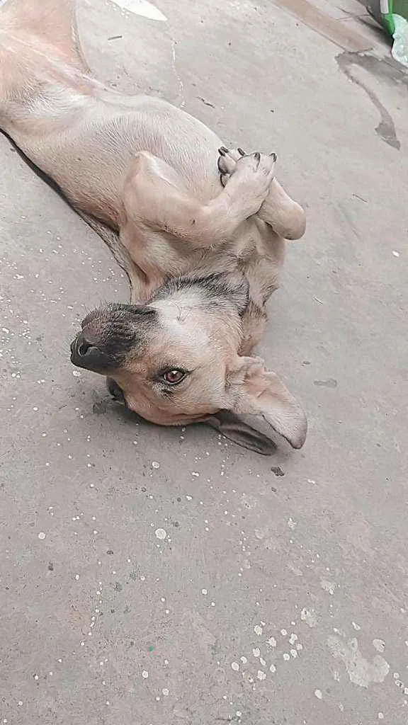 Cachorro ra a Virá lata  idade 1 ano nome Luna