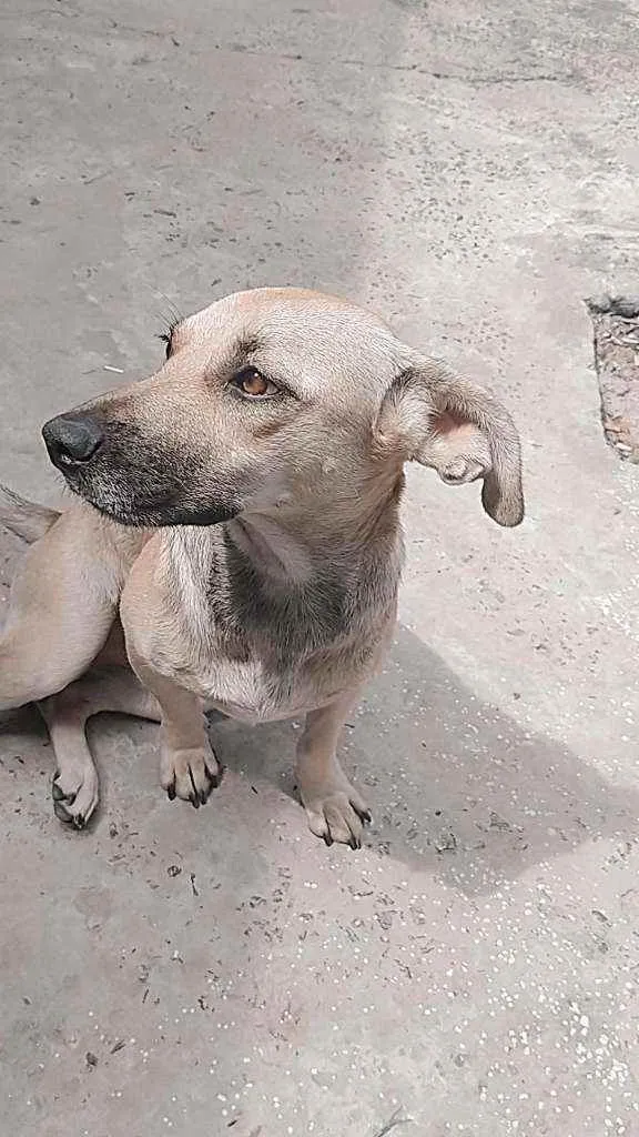 Cachorro ra a Virá lata  idade 1 ano nome Luna