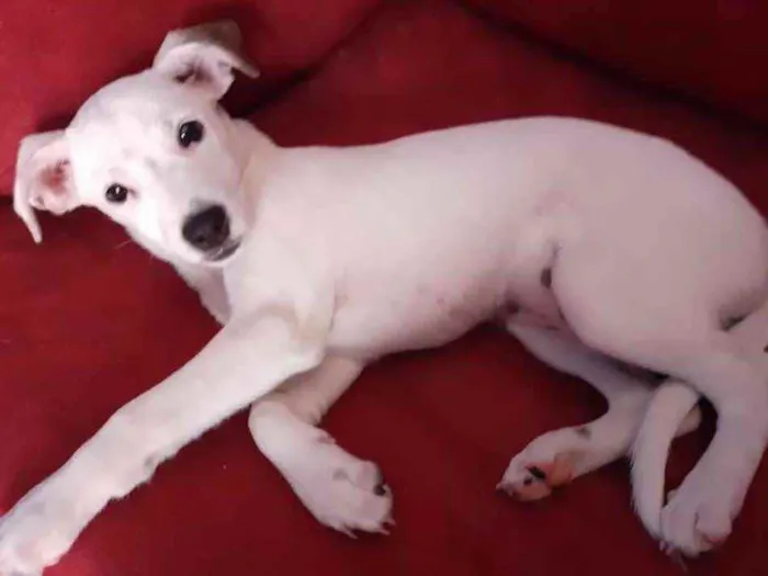 Cachorro raça Sem Raça Definida idade 2 a 6 meses nome Sem nome