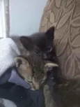 Gatinhos