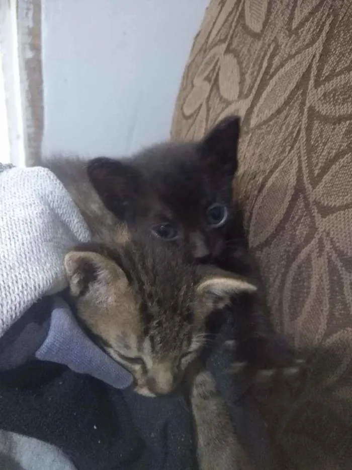 Gato raça Fêmea e machos idade Abaixo de 2 meses nome Gatinhos