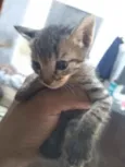 Gatinhos