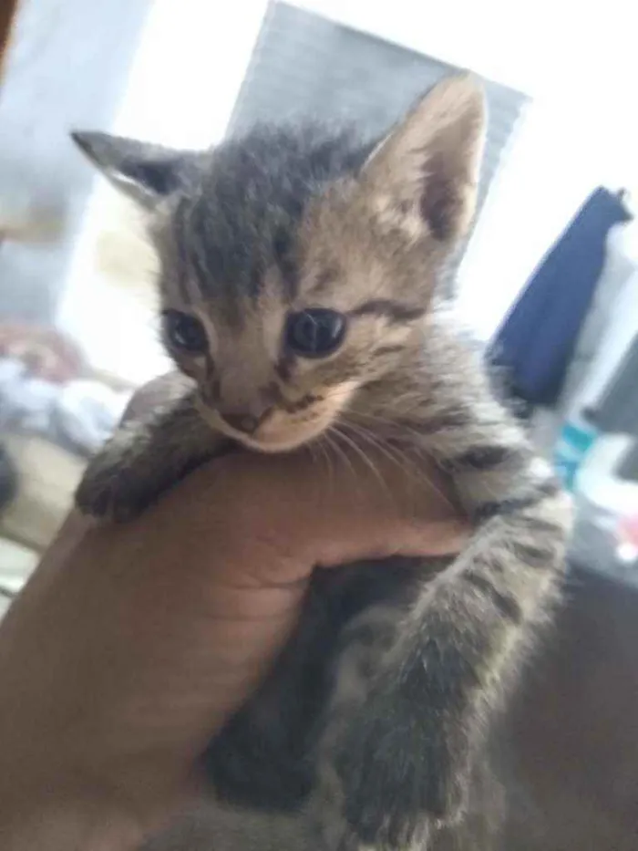 Gato raça Fêmea e machos idade Abaixo de 2 meses nome Gatinhos