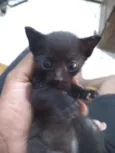 Gatinhos