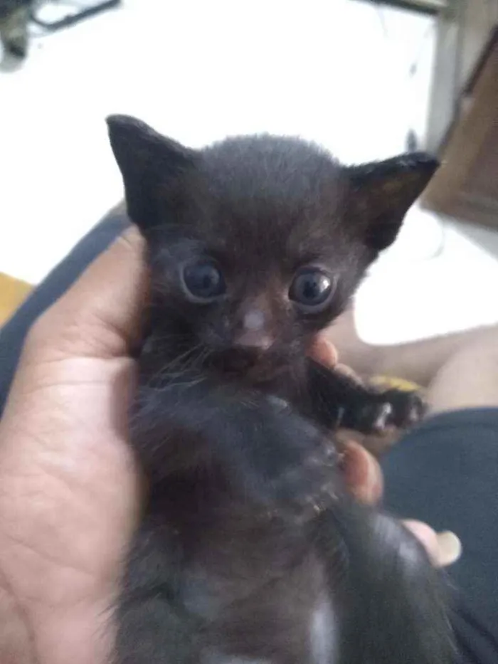 Gato raça Fêmea e machos idade Abaixo de 2 meses nome Gatinhos