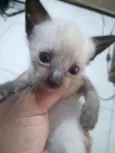 Gatinhos