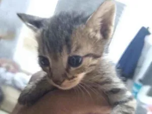 Gato raça Fêmea e machos idade Abaixo de 2 meses nome Gatinhos