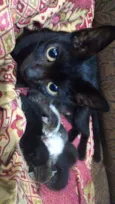 Gatinhos