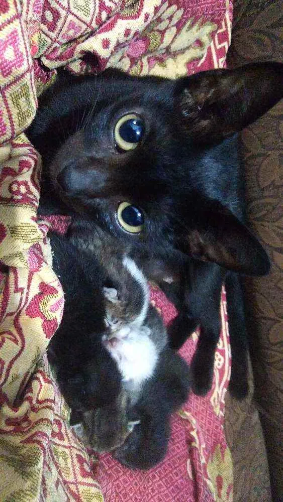 Gato raça Fêmea e machos idade Abaixo de 2 meses nome Gatinhos