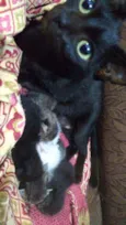 Gatinhos