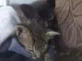 Gatinhos