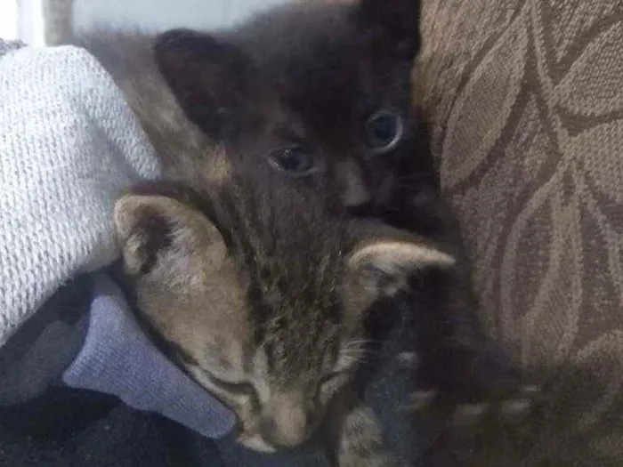 Gato raça Fêmea e machos idade Abaixo de 2 meses nome Gatinhos