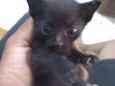 Gatinhos