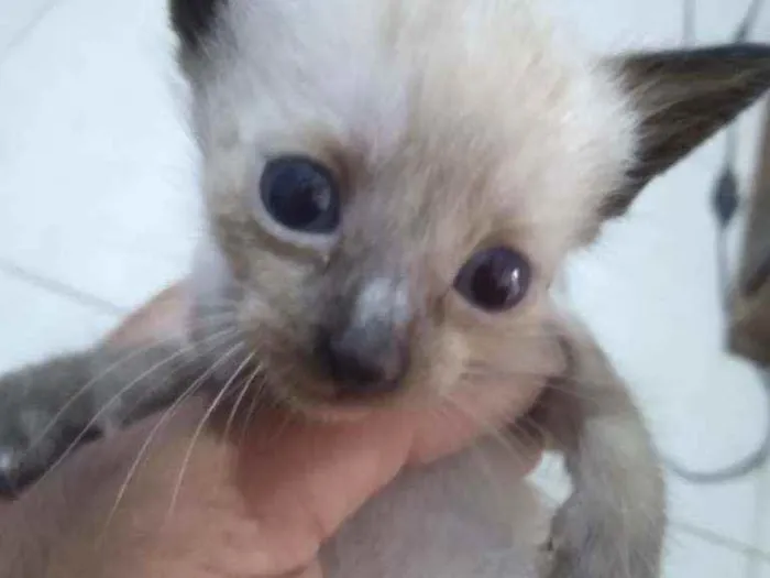 Gato raça Fêmea e machos idade Abaixo de 2 meses nome Gatinhos