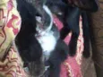 Gatinhos