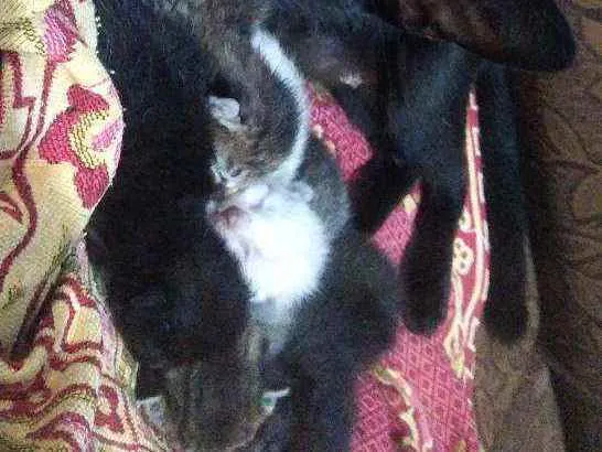 Gato raça Fêmea e machos idade Abaixo de 2 meses nome Gatinhos