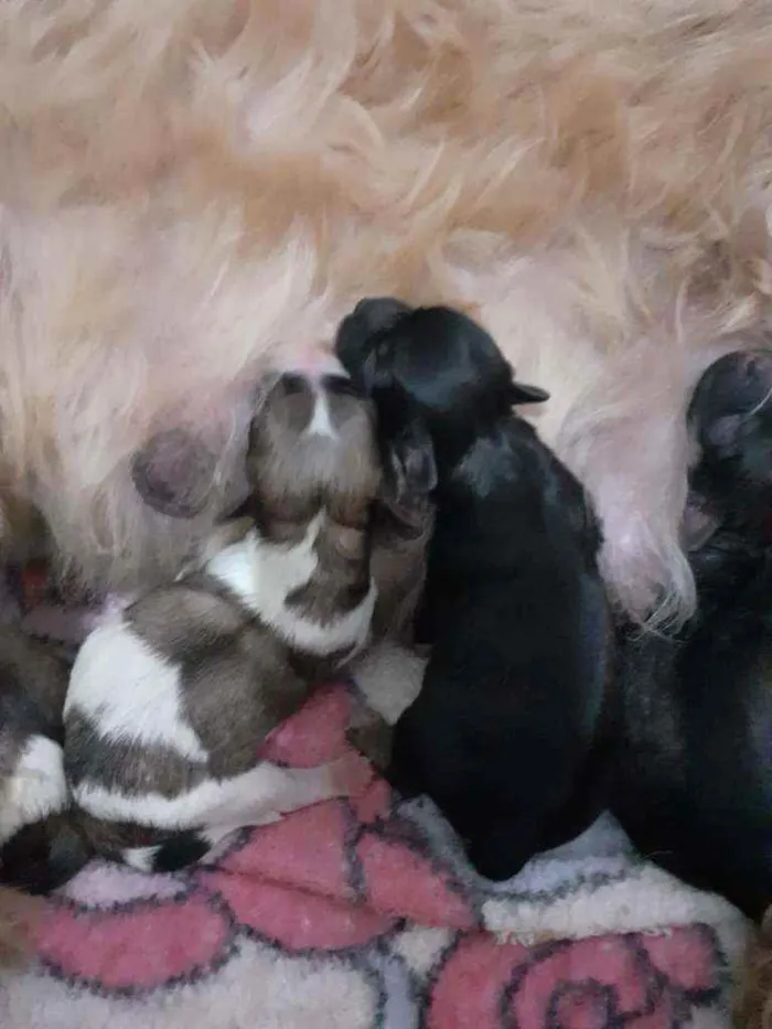 Cachorro ra a Mãe Ihasa pai não sabemos  idade Abaixo de 2 meses nome Sem nome