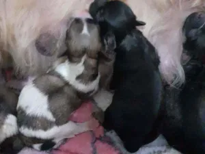 Cachorro raça Mãe Ihasa pai não sabemos  idade Abaixo de 2 meses nome Sem nome