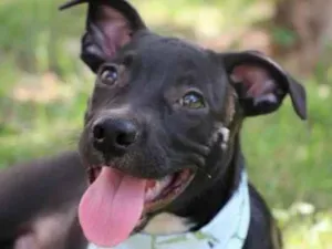 Cachorro raça  idade 2 a 6 meses nome Lucas 