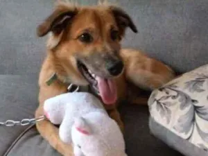 Cachorro raça Srd idade 1 ano nome Pingo