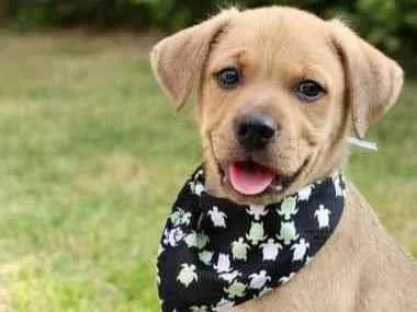 Cachorro raça  idade 2 a 6 meses nome Derek 