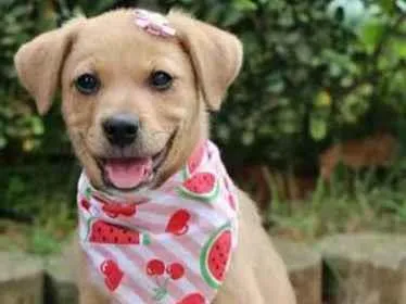 Cachorro raça  idade 2 a 6 meses nome Bailey 