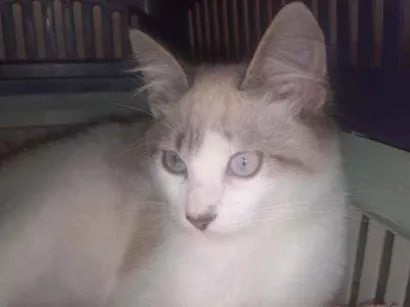 Gato raça Ragdoll idade 2 a 6 meses nome Max