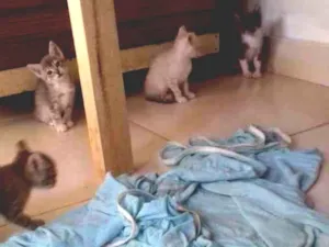 Gato raça SRD-ViraLata idade Abaixo de 2 meses nome Sem nome