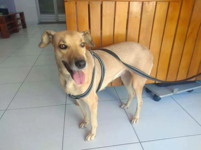 Cachorro raça S.R.D idade 3 anos nome Mel