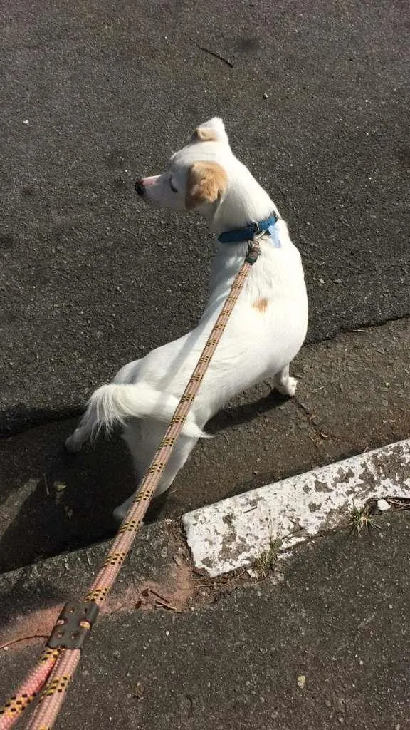 Cachorro ra a SRD-ViraLata idade 4 anos nome BRANCA GRATIFICA