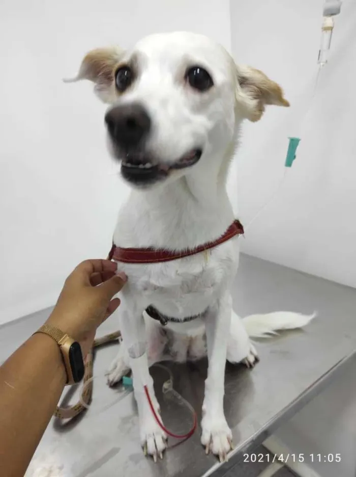 Cachorro ra a SRD-ViraLata idade 4 anos nome BRANCA GRATIFICA