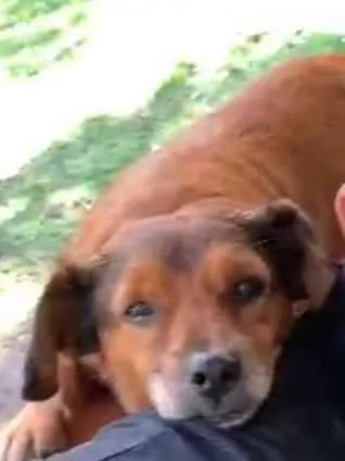 Cachorro raça  idade 5 anos nome Chaves 